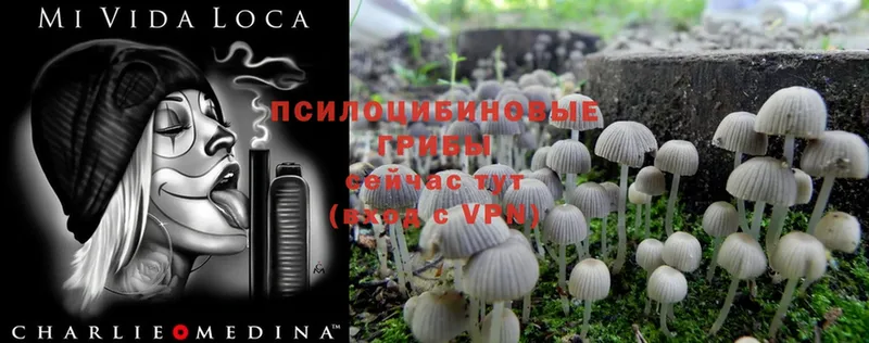 ОМГ ОМГ онион  Боровичи  Галлюциногенные грибы MAGIC MUSHROOMS 